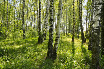 Naklejka na ściany i meble Beautiful birch trees at the edge of the forest
