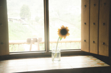 sunflowers in a window