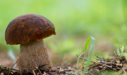 Mushroom boletus edilus. Popular white Boletus mushrooms in forest.