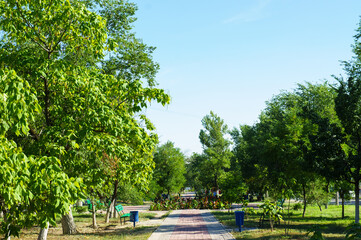 Alley surrounded by green trees and bushes. Empty park in summer time.