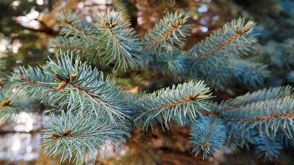 branches of a blue Christmas tree growing in the forest close