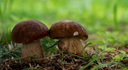 Mushroom boletus edilus. Popular white Boletus mushrooms in forest.