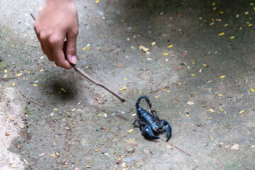 selective focus A big black scorpion and a mischievous boy's hand use a branch to play with a...