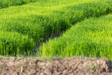 selective focus small rice plant in the field light green growing green rice background image with space for text