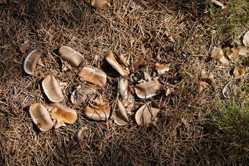 Seeds of the Cedrus libani , Pinaceae family.