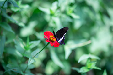 selective focus The black butterfly is flying towards the red flower. on a green leaf background the concept of freely appreciating nature