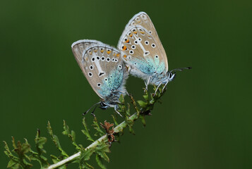 Couple of Geranium Argus