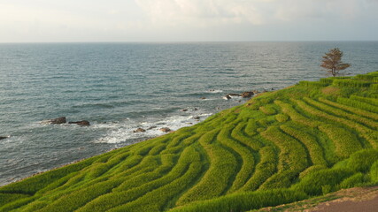 輪島の千枚田