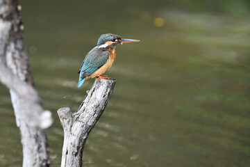 止まり木のカワセミ