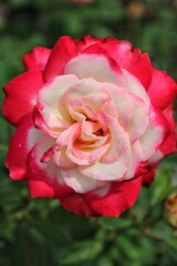 red rose in garden