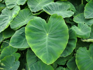 たくさんの里芋の葉