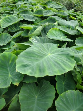 7 2 Best Taro Plant Images Stock Photos Vectors Adobe Stock