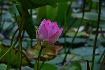 Beautiful blooming lotus flower in the pond   