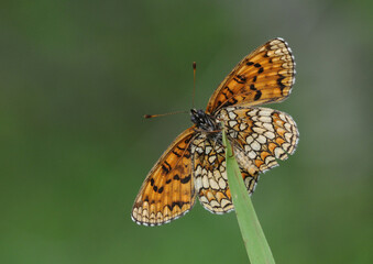 Assmann's Fritillary