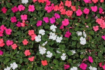 Red, white and pink petunias growing in the backyard flower garden.