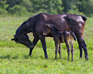 Horses in field Stock Photo. Mare horse eating grass with her foal standing near her in the meadow...