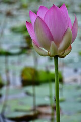 Beautiful blooming lotus flower in the pond