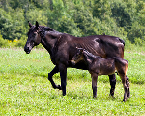Horses in field Stock Photo. Mare and foal horse close-up profile side view standing near her mother in a meadow field with a blur green background and wildflowers.