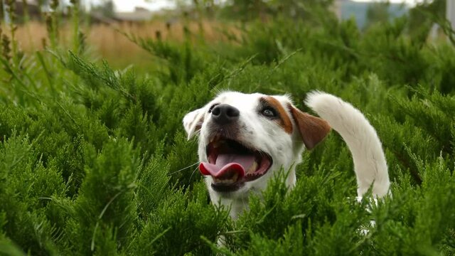 Little dog in green bush