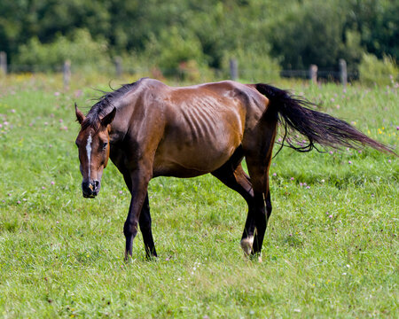 Horse in field Stock Photo. Close-up profile view walking in a meadow field with a tranquil countryside scenery and enjoying the sun on its brown shiny coat.