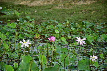 Beautiful blooming lotus flower in the pond