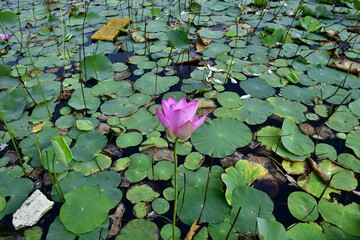 Beautiful blooming lotus flower in the pond   