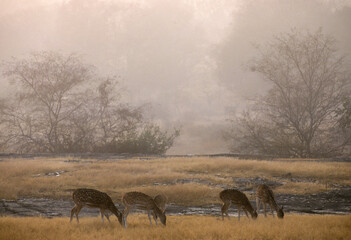 Cerf axis, Axis axis, lever du jour, Parc national de Ranthambore, Inde