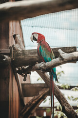 Red Ara Macaw (Ara macao) parrot in the zoo