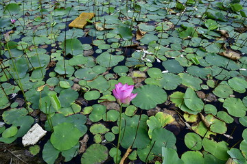 Beautiful blooming lotus flower in the pond   