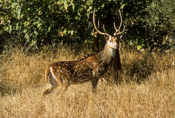 Cerf axis, Axis axis, Parc national de Ranthambore, Inde