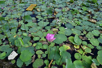 Beautiful blooming lotus flower in the pond   