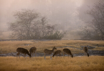 Cerf axis, Axis axis, Parc national de Ranthambore, Inde