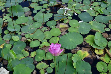 Beautiful blooming lotus flower in the pond   