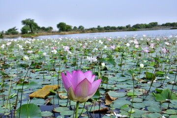 Beautiful blooming lotus flower in the pond   