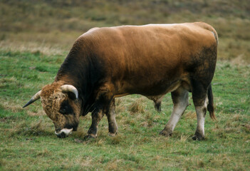 Taureau, race Aubrac