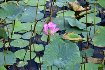 Beautiful blooming lotus flower in the pond   