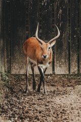 Lechwe antelope (Kobus leche) in the zoo garden