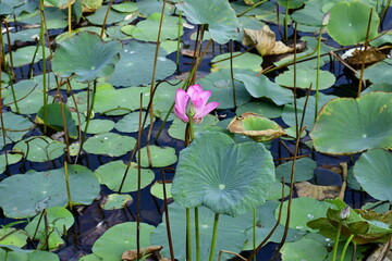 Beautiful blooming lotus flower in the pond   