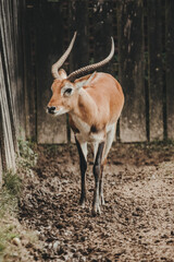 Lechwe antelope (Kobus leche) in the zoo garden