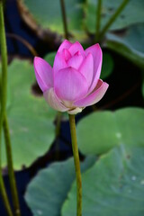 Beautiful blooming lotus flower in the pond   
