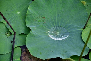 Beautiful blooming lotus flower in the pond