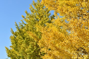 blue sky and yellow leaves of ginkgo