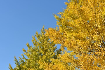 blue sky and yellow leaves of ginkgo