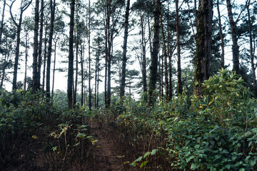 Summer forest and the road into the forest