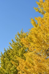 Fototapeta premium blue sky and yellow leaves of ginkgo