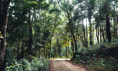 Summer forest and the road into the forest