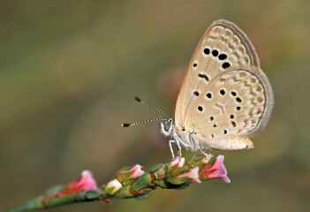 Dark Grass Blue