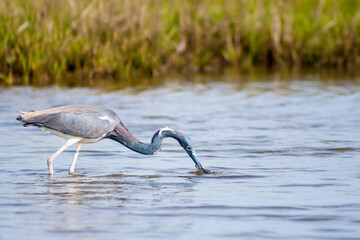 A Tricolored Heron catching a fish at Assateague Island