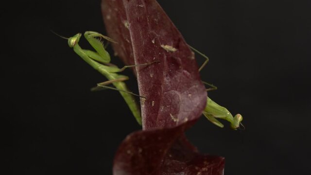 Two Praying Mantis Clean Themselves on Red Letuce Leaves, Static Macro