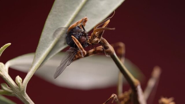 Macro shot of a conehead mantis eating an insect from the head